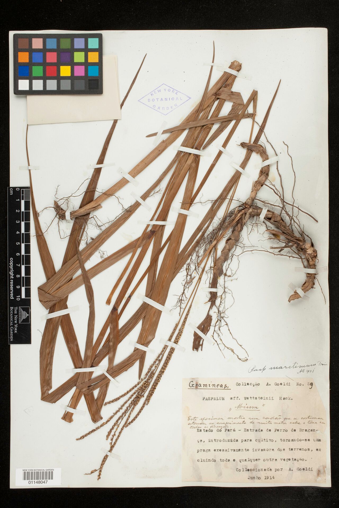 Paspalum maritimum other