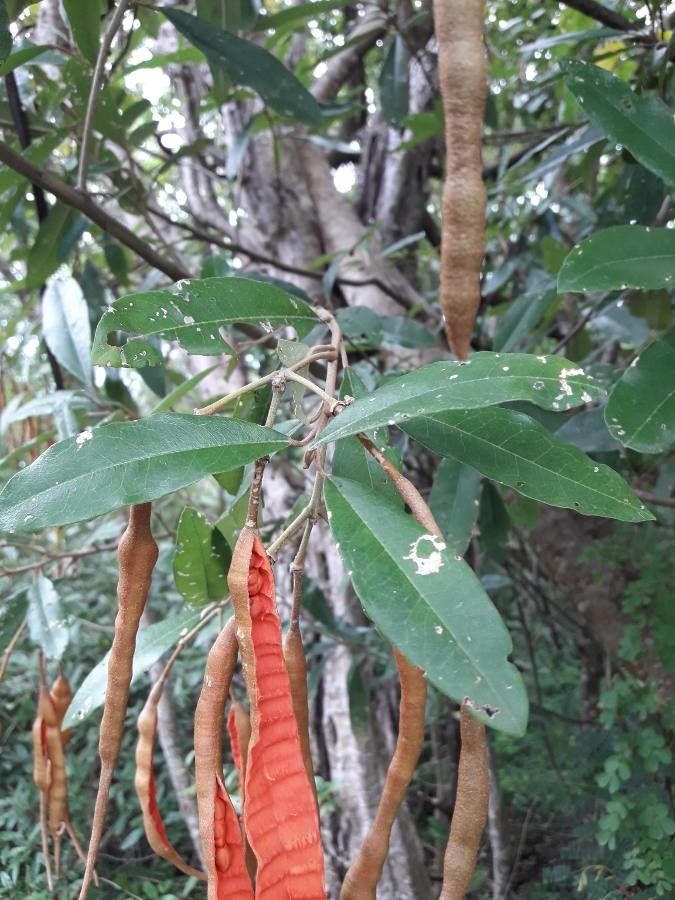 Capparis indica leaf
