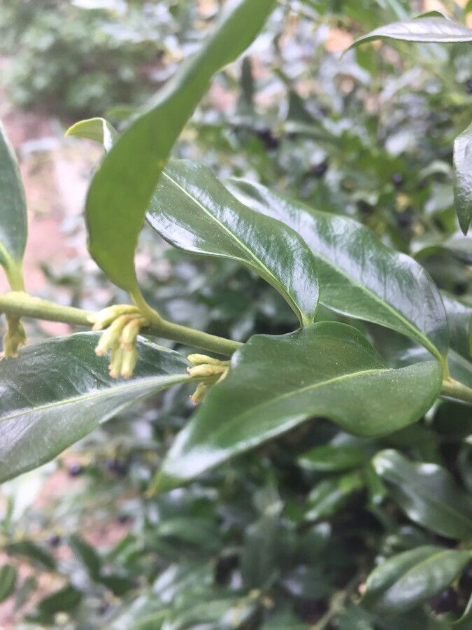 Sarcococca coriacea — related species from the same genus