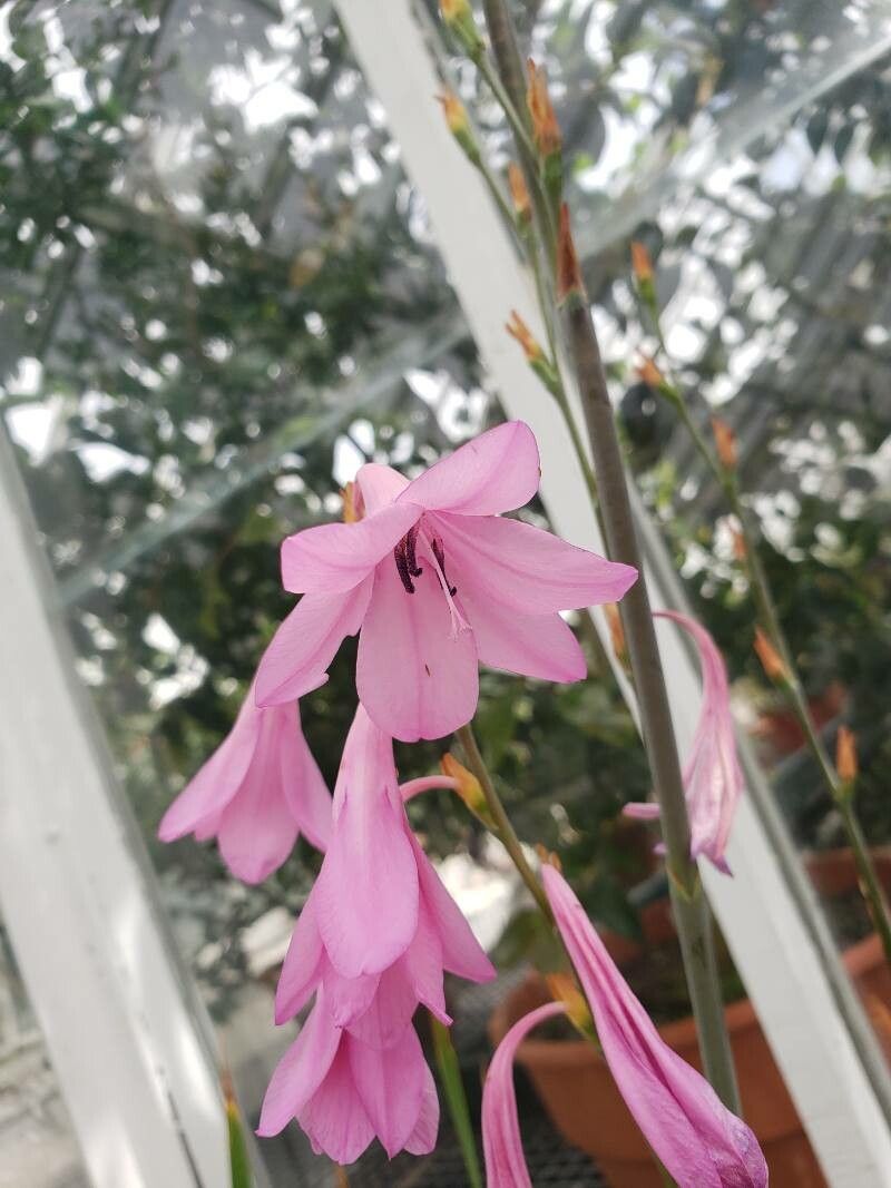 Watsonia marginata flower