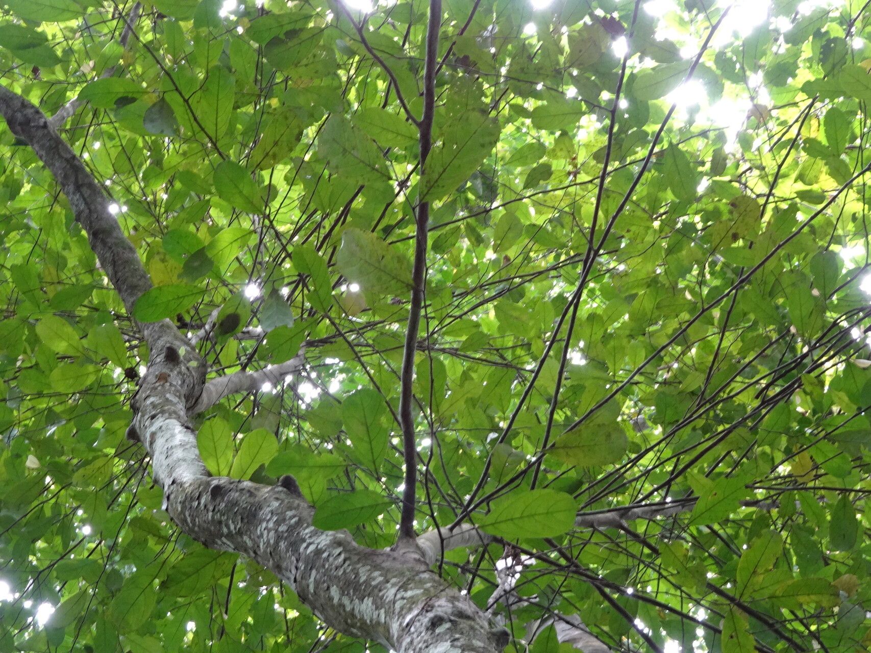 Tapura africana habit