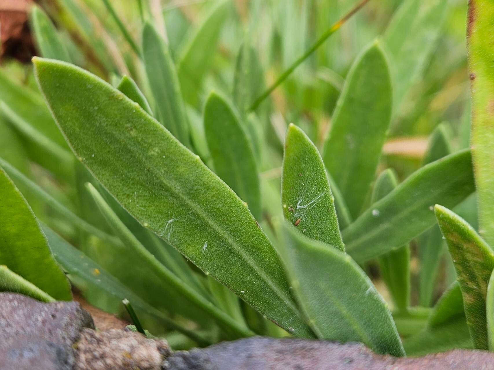 Dimorphotheca jucunda — related species from the same genus