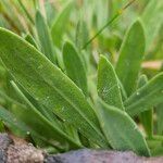 Dimorphotheca jucunda