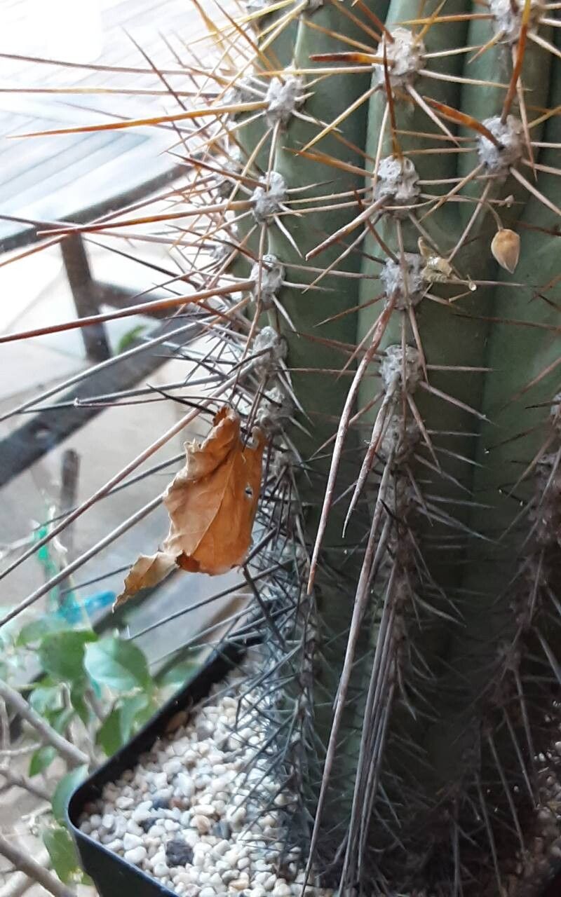 Weberbauerocereus cephalomacrostibas — related species from the same genus