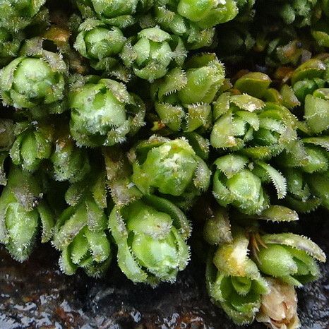 Arenaria digyna leaf