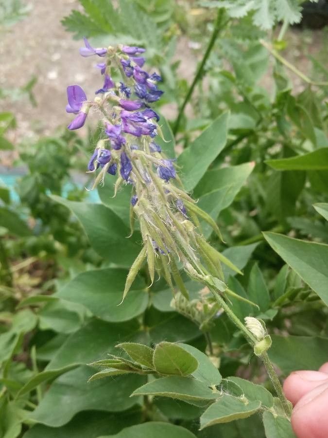 Galega orientalis fruit