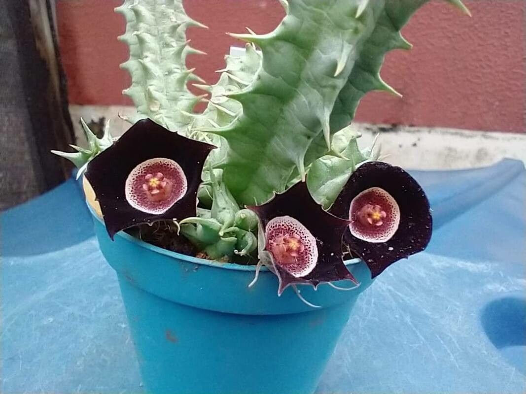 Huernia oculata — search result for 'Huernia'