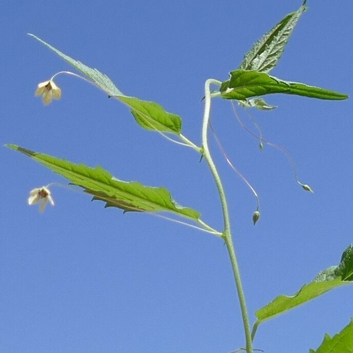 Hermannia tigreensis — houseplant care guide