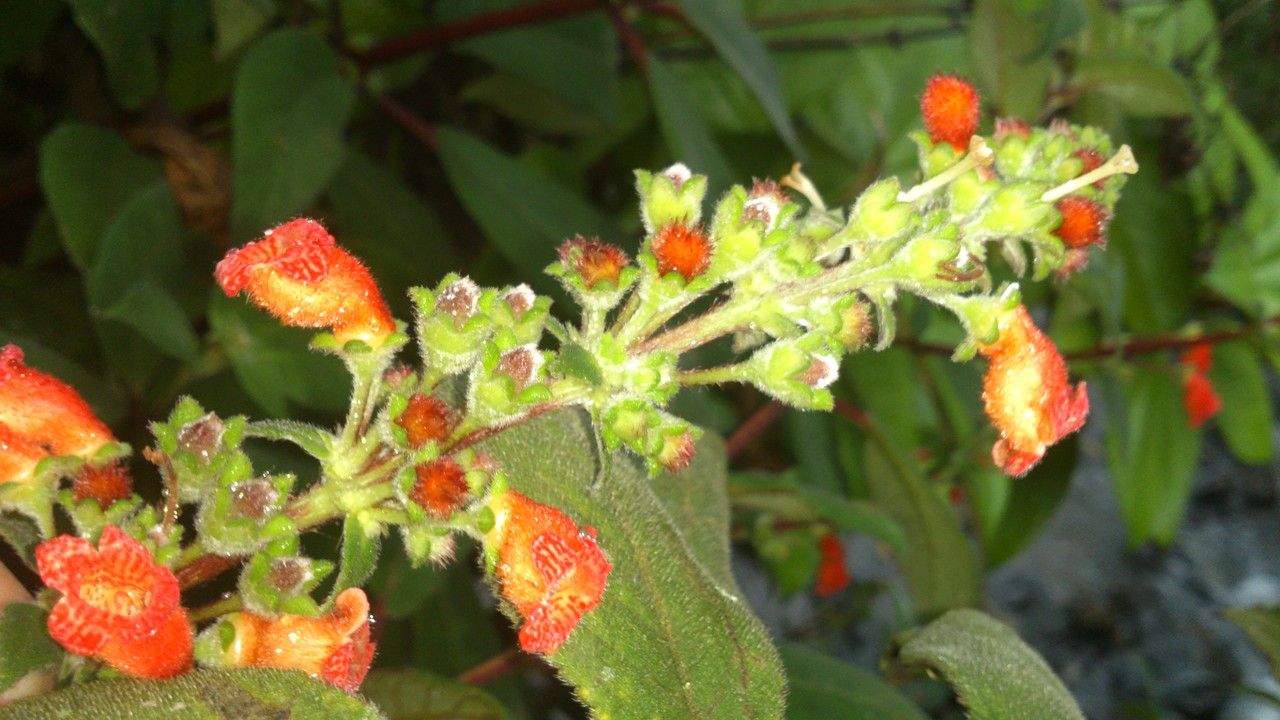 Kohleria spicata flower