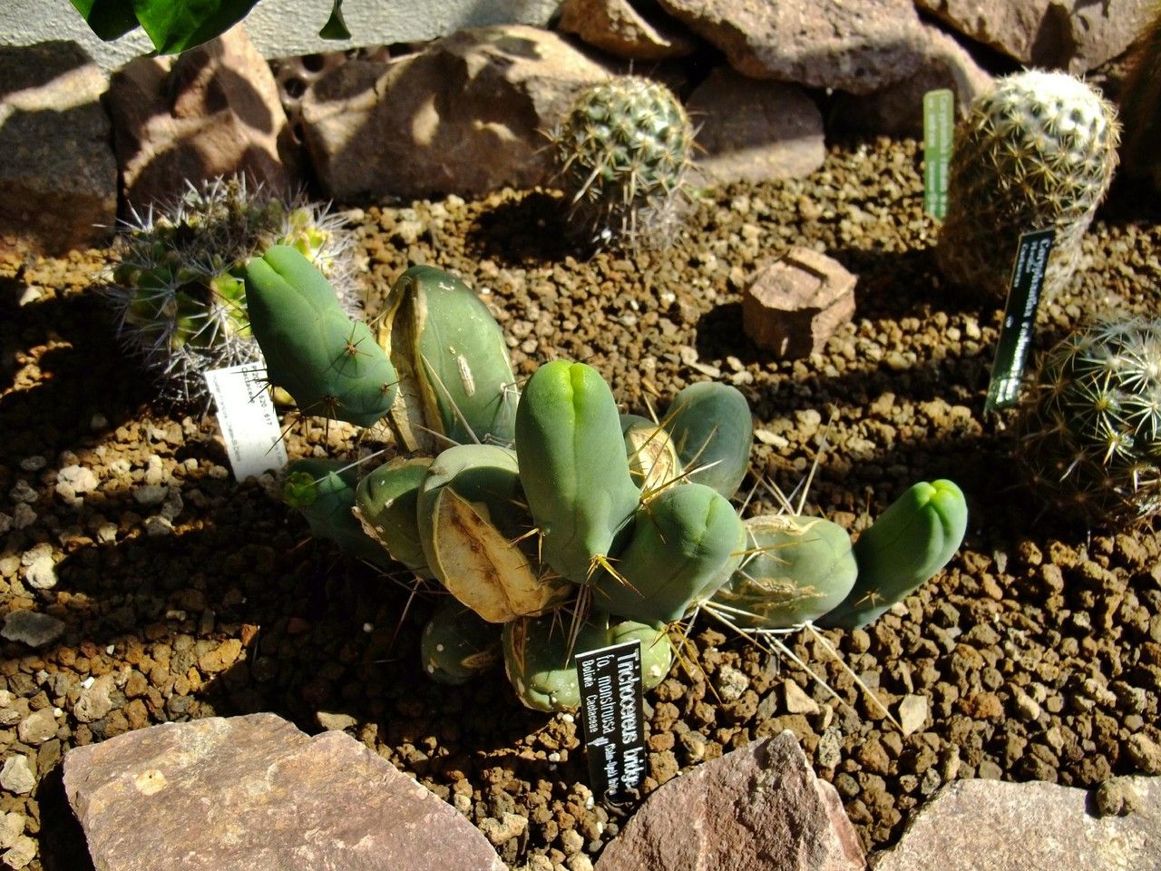 Echinopsis lageniformis habit