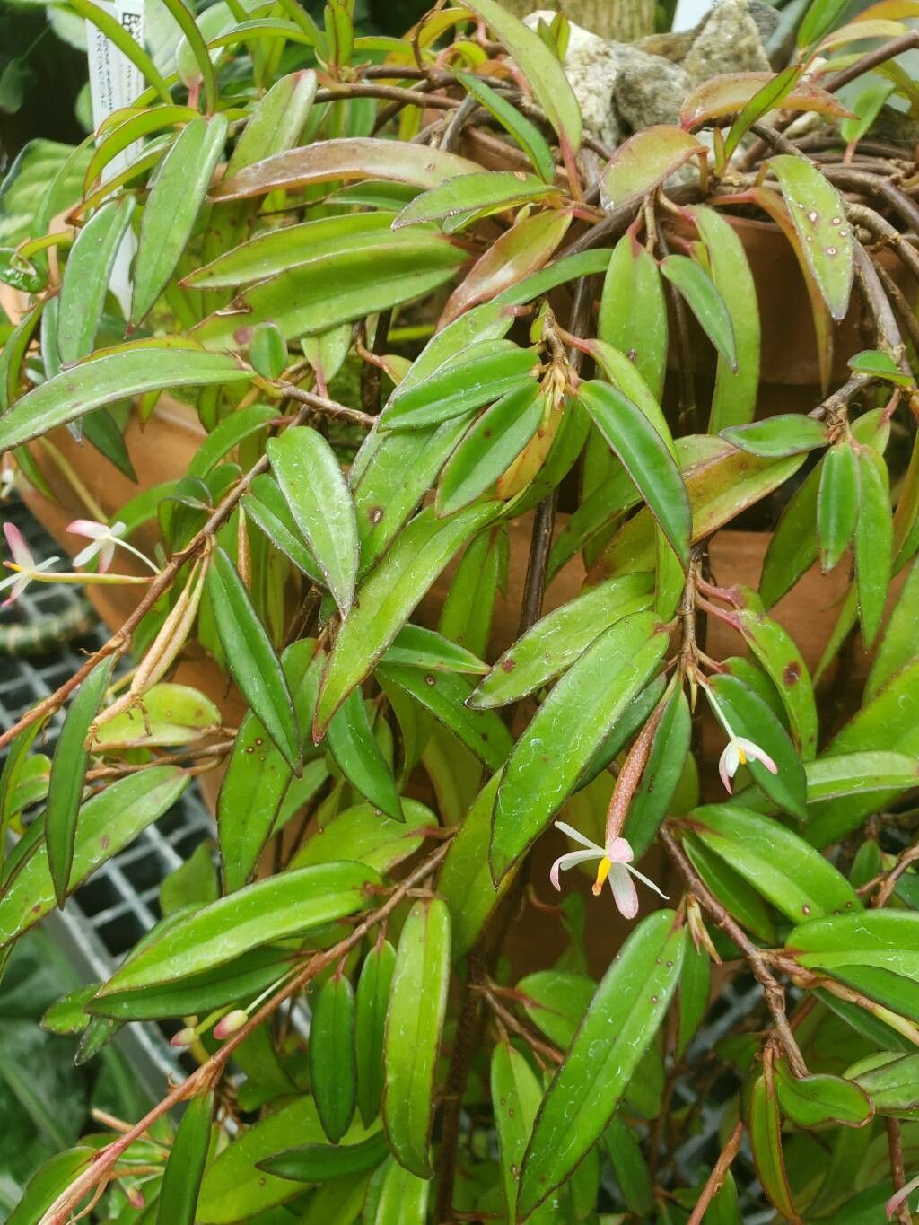 Begonia polygonoides leaf