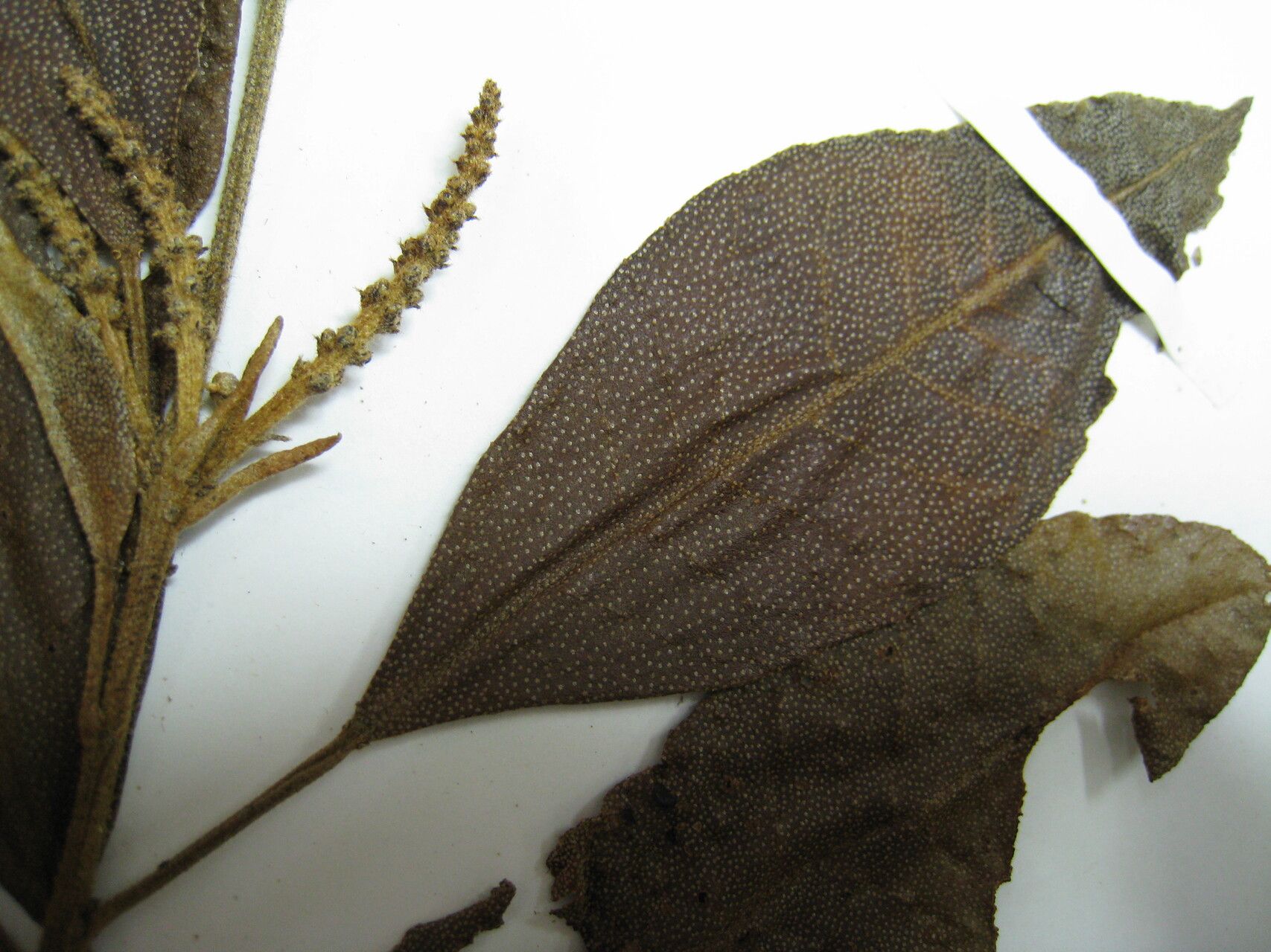 Croton cuneatus — houseplant care guide