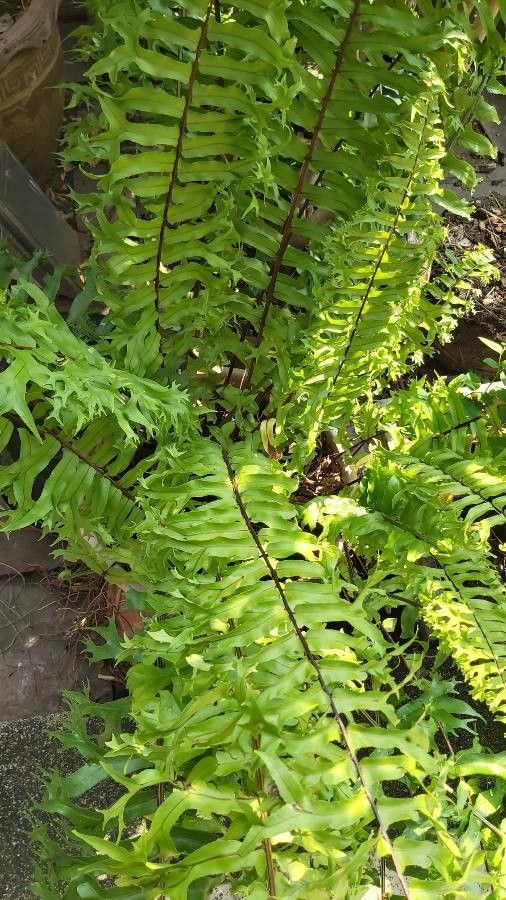 Nephrolepis falcata habit