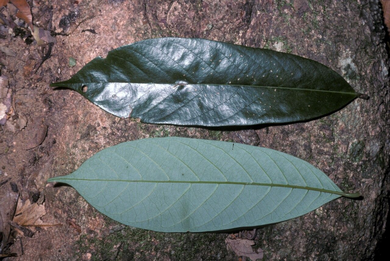 Cryptocarya wightiana — houseplant care guide