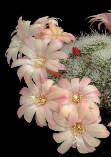 Aylostera albiflora flower