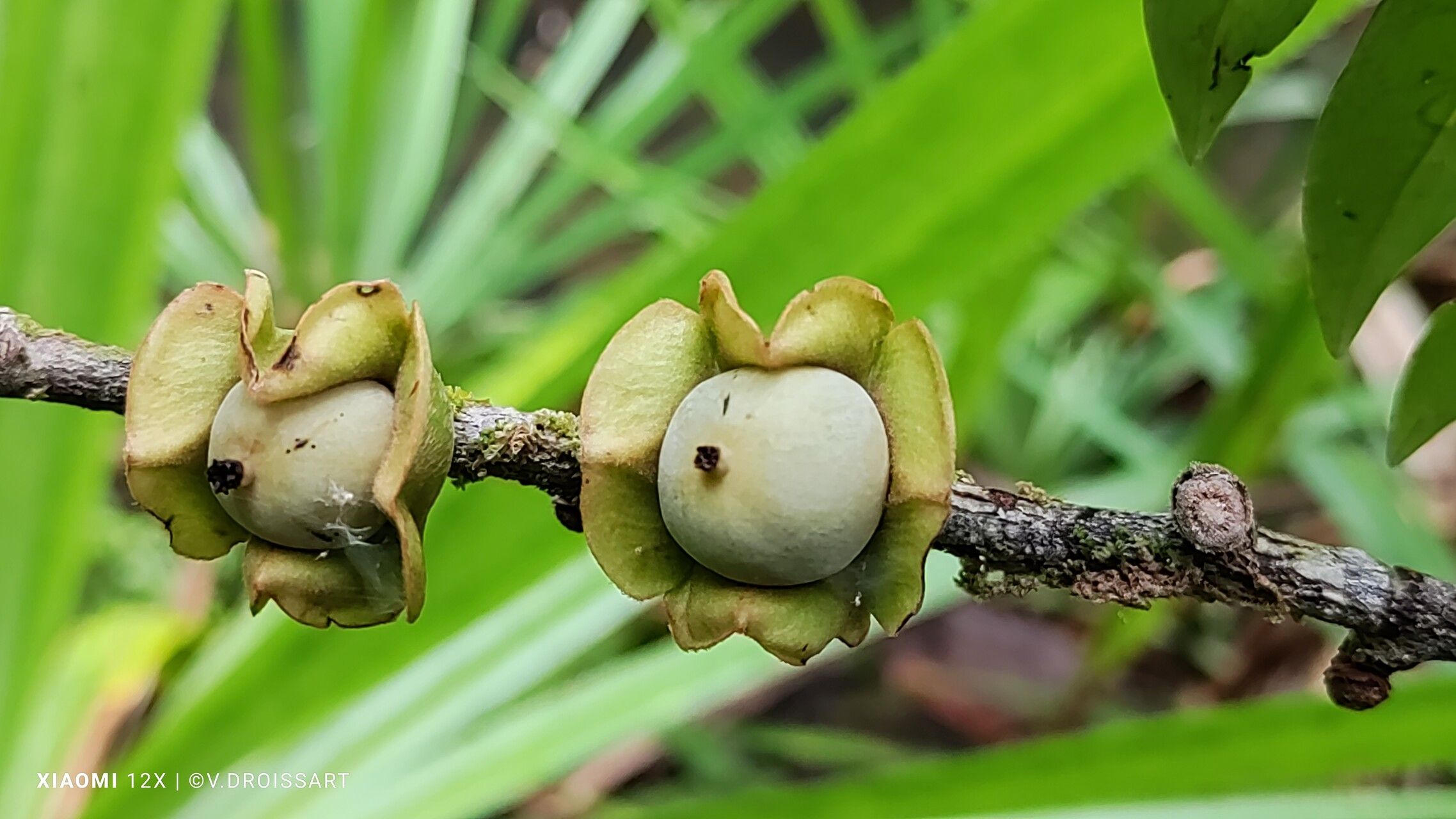 Diospyros squamosa fruit