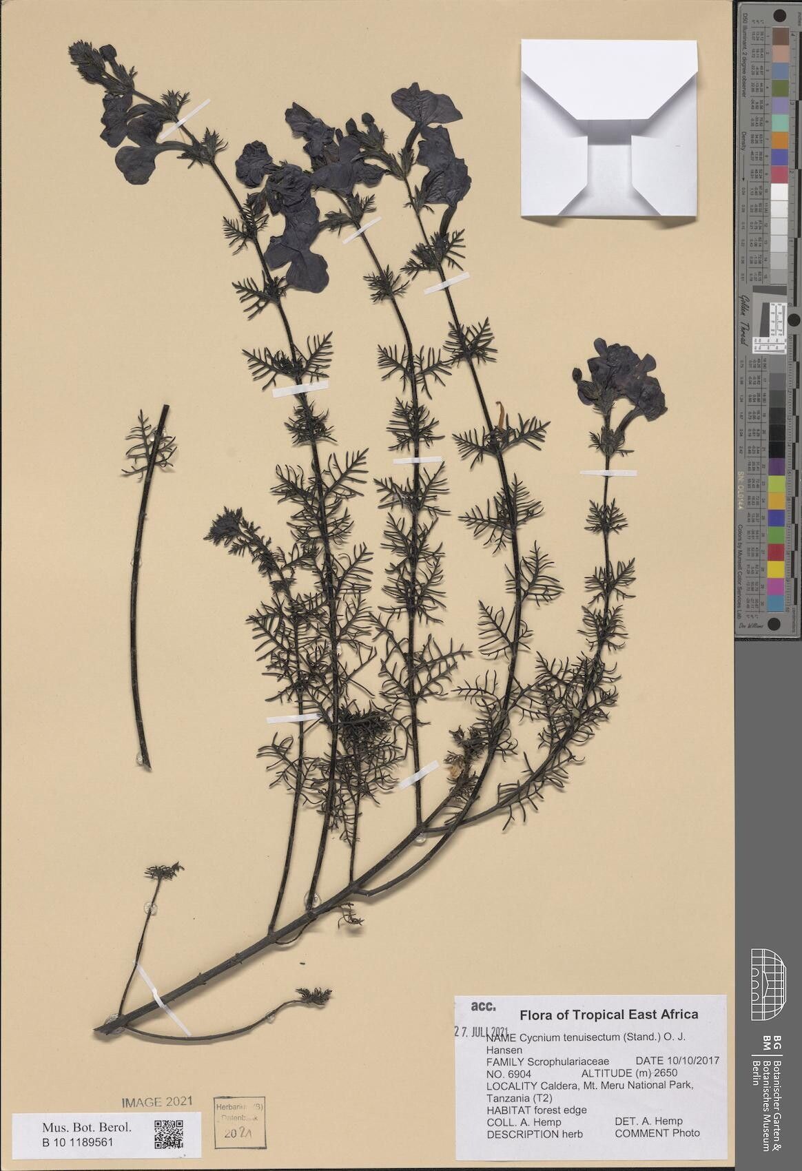 Cycnium tenuisectum — houseplant care guide