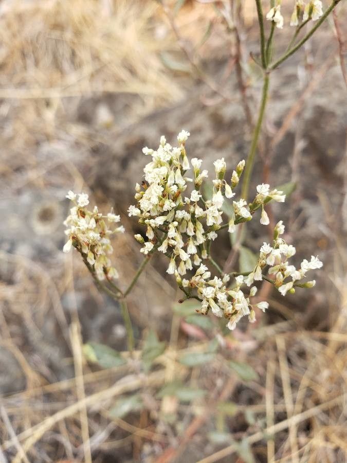 Eriogonum annuum flower