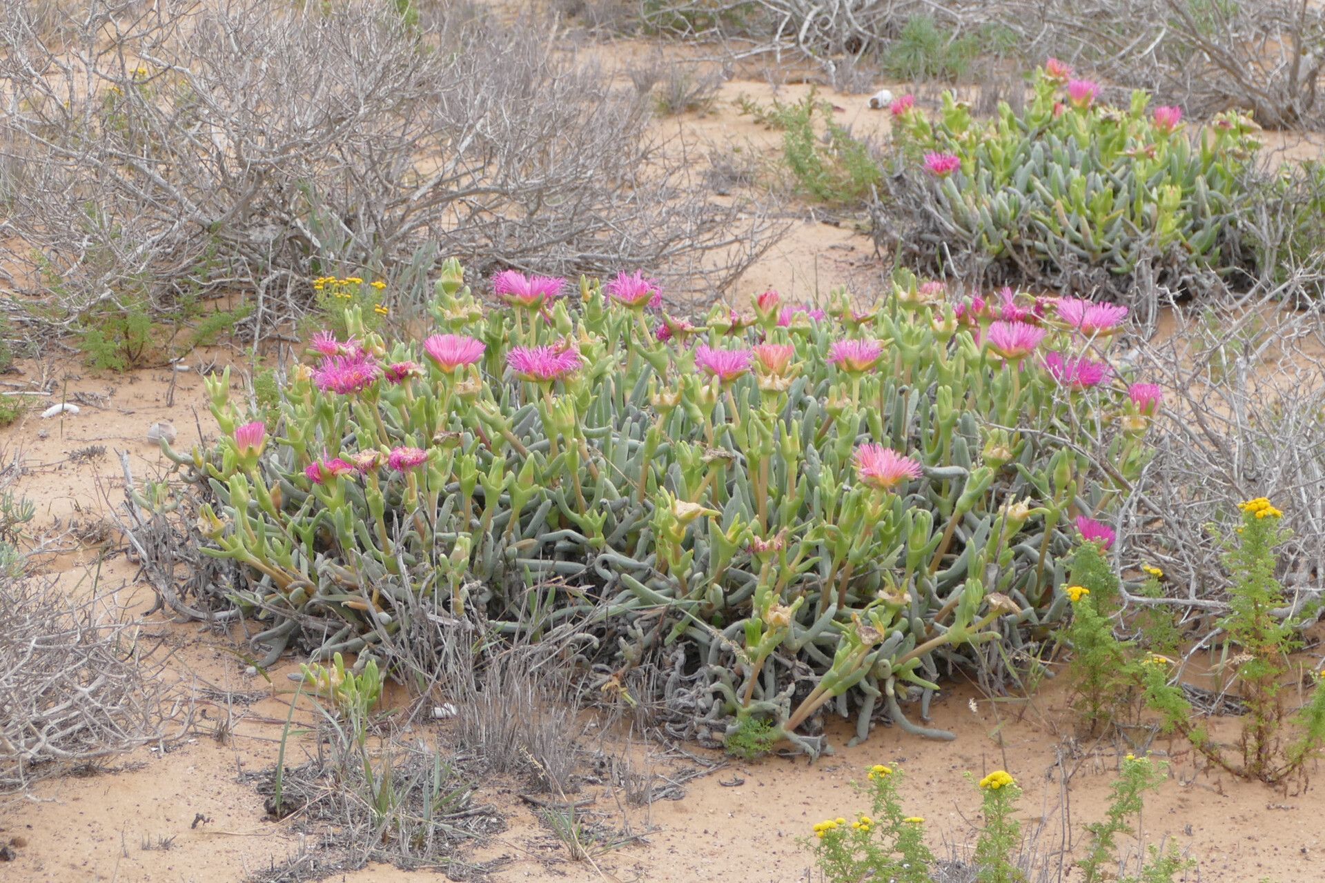 Carpobrotus quadrifidus — search result for 'Carpobrotus'