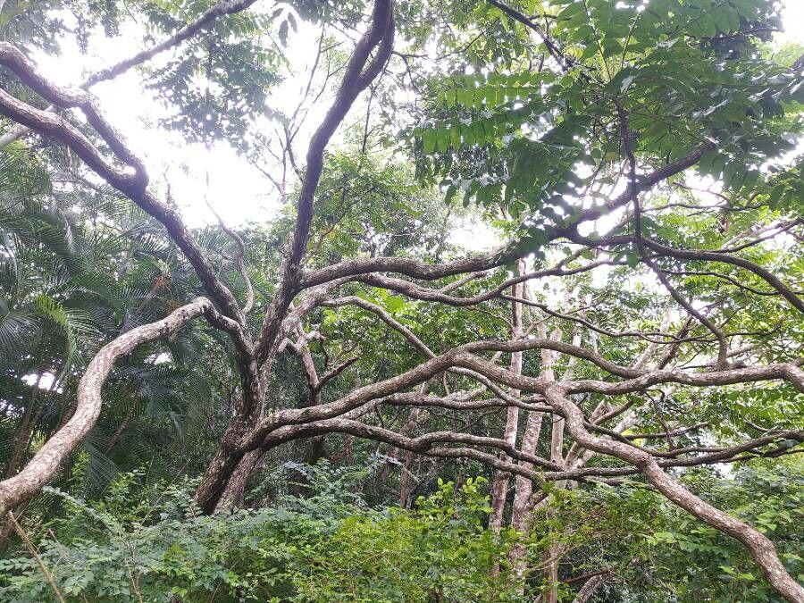 Polyscias crenata habit