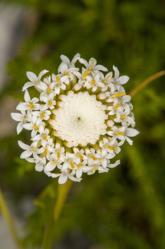 Santolina pinnata flower