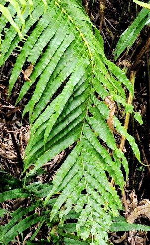Blechnum novae-zelandiae leaf