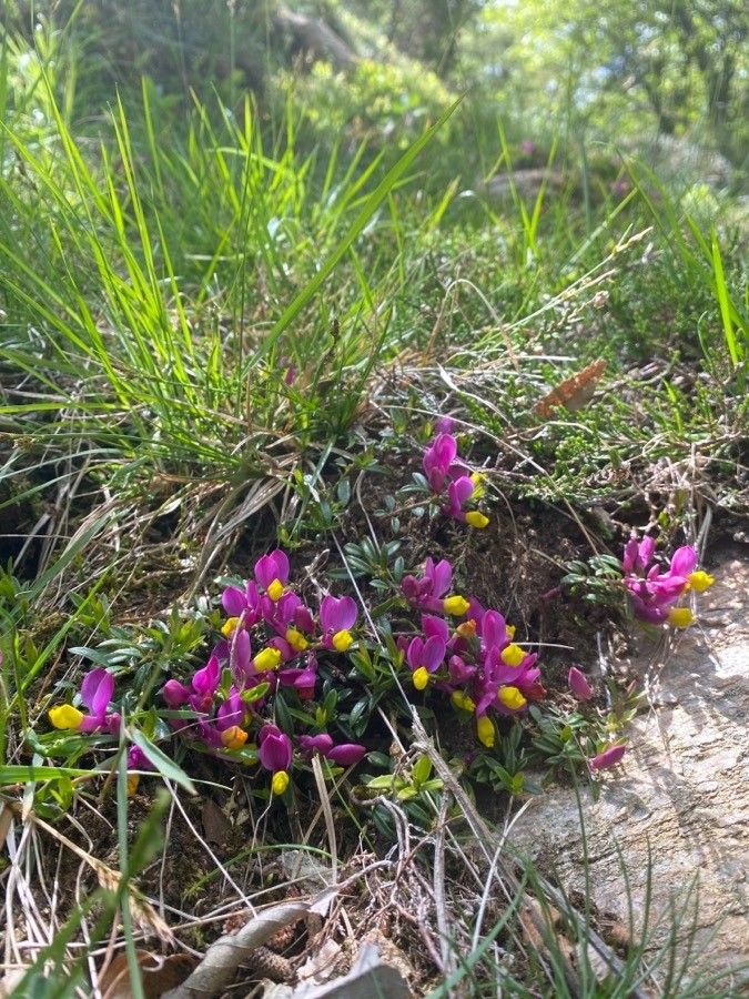Polygala chamaebuxus flower