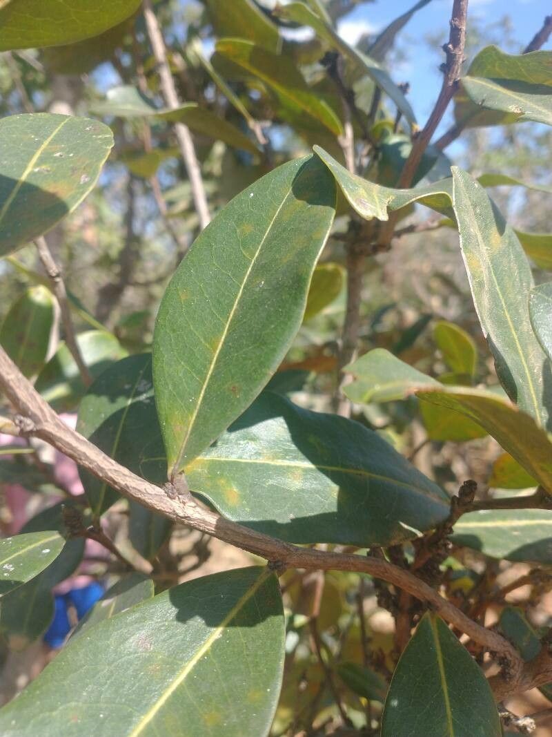 Myrcianthes cisplatensis leaf