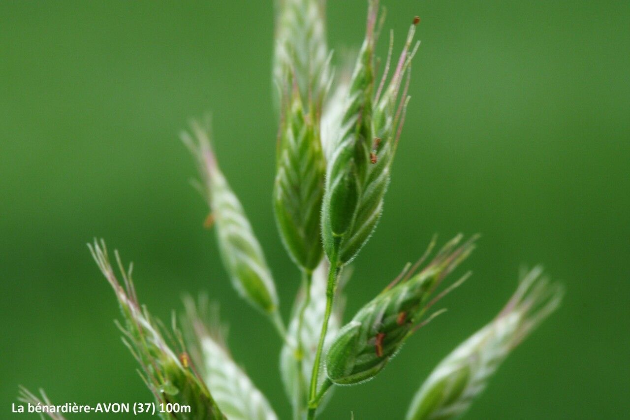 Bromus hordeaceus fruit