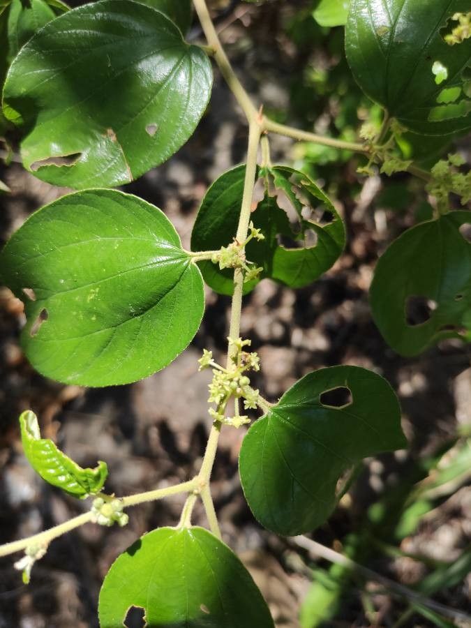 Ziziphus mauritiana flower