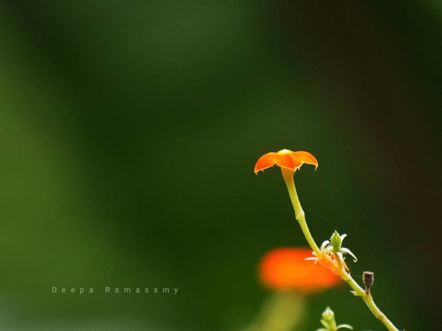 Mussaenda frondosa flower