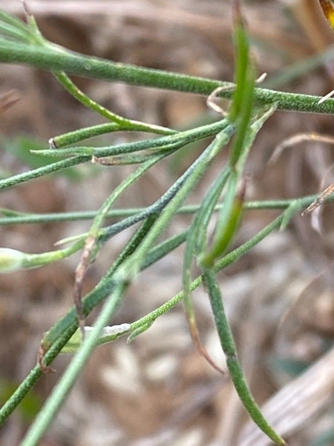 Delphinium consolida — search result for 'Delphinium'