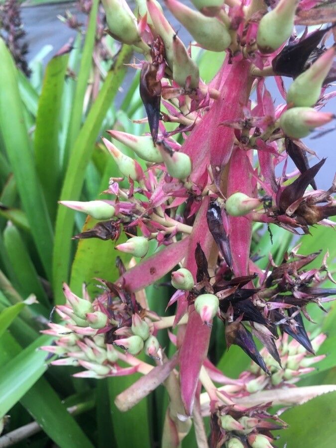 Guzmania plumieri flower