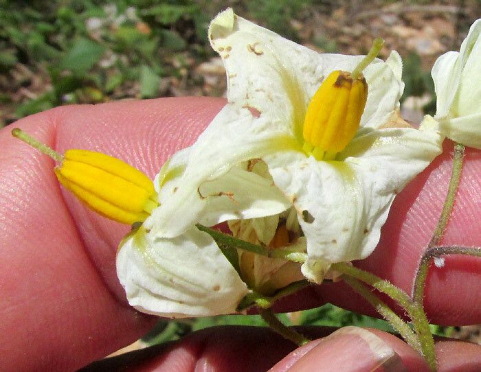 Solanum polyadenium flower