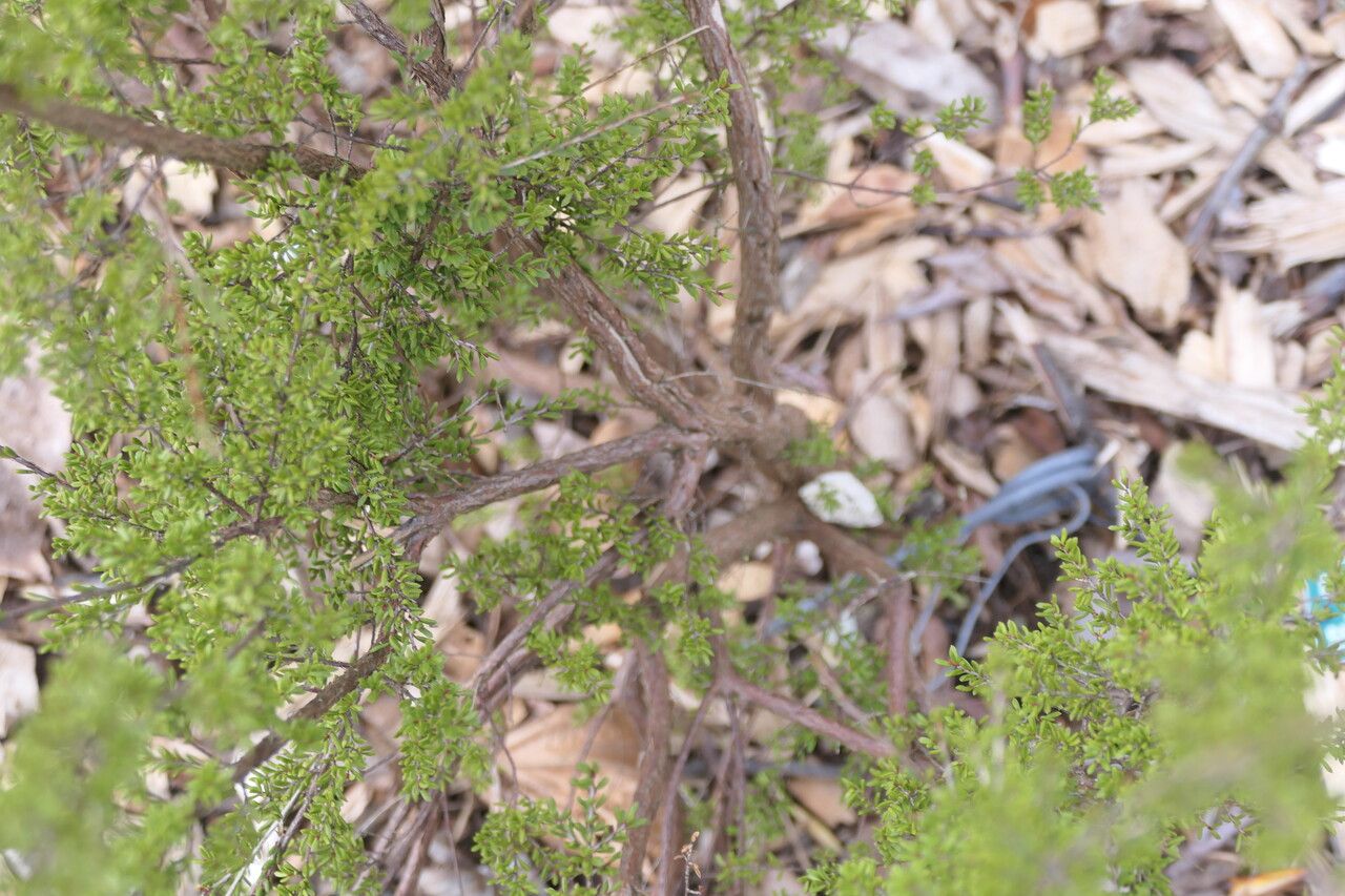 Baeckea gunniana bark