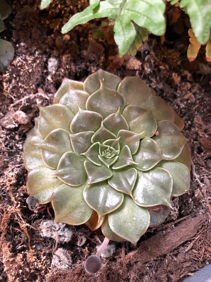 Graptopetalum bellum leaf