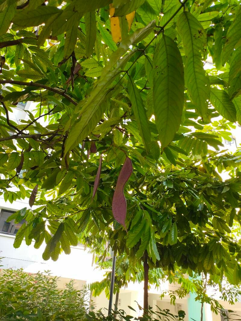 Saraca indica fruit