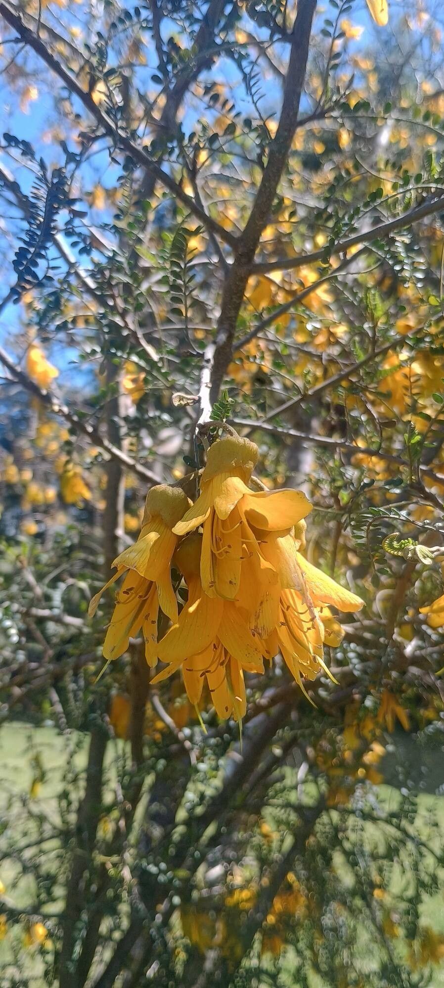 Sophora cassioides flower