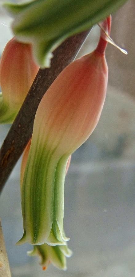 Gasteria batesiana flower