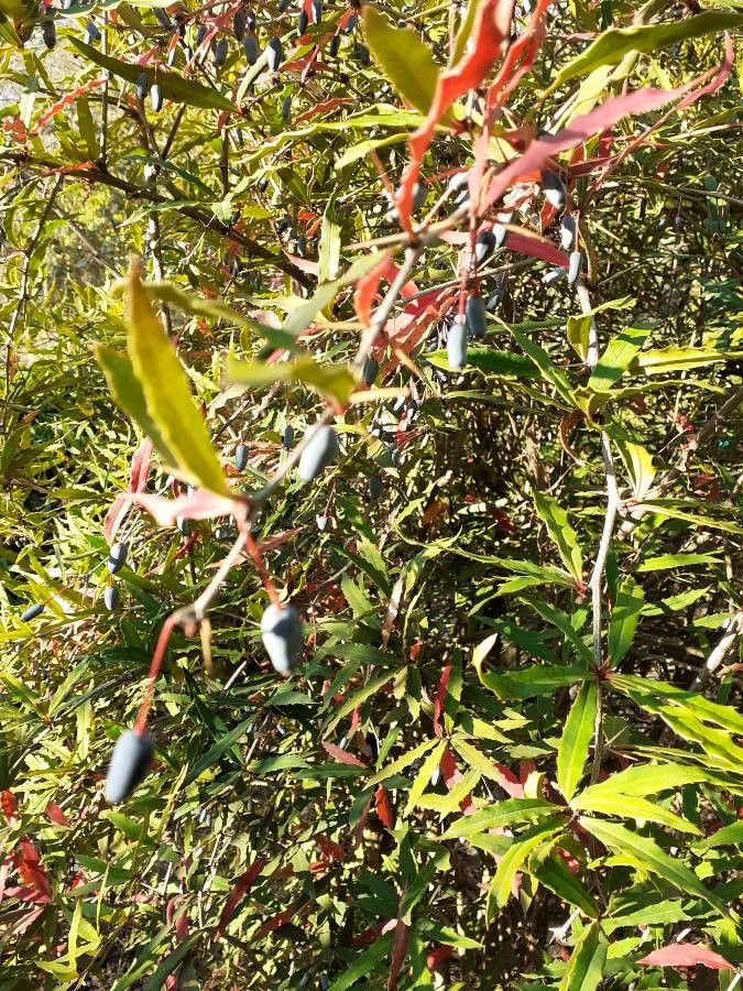 Berberis veitchii fruit