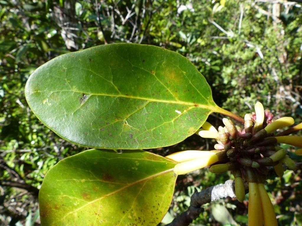 Gmelina tholicola leaf