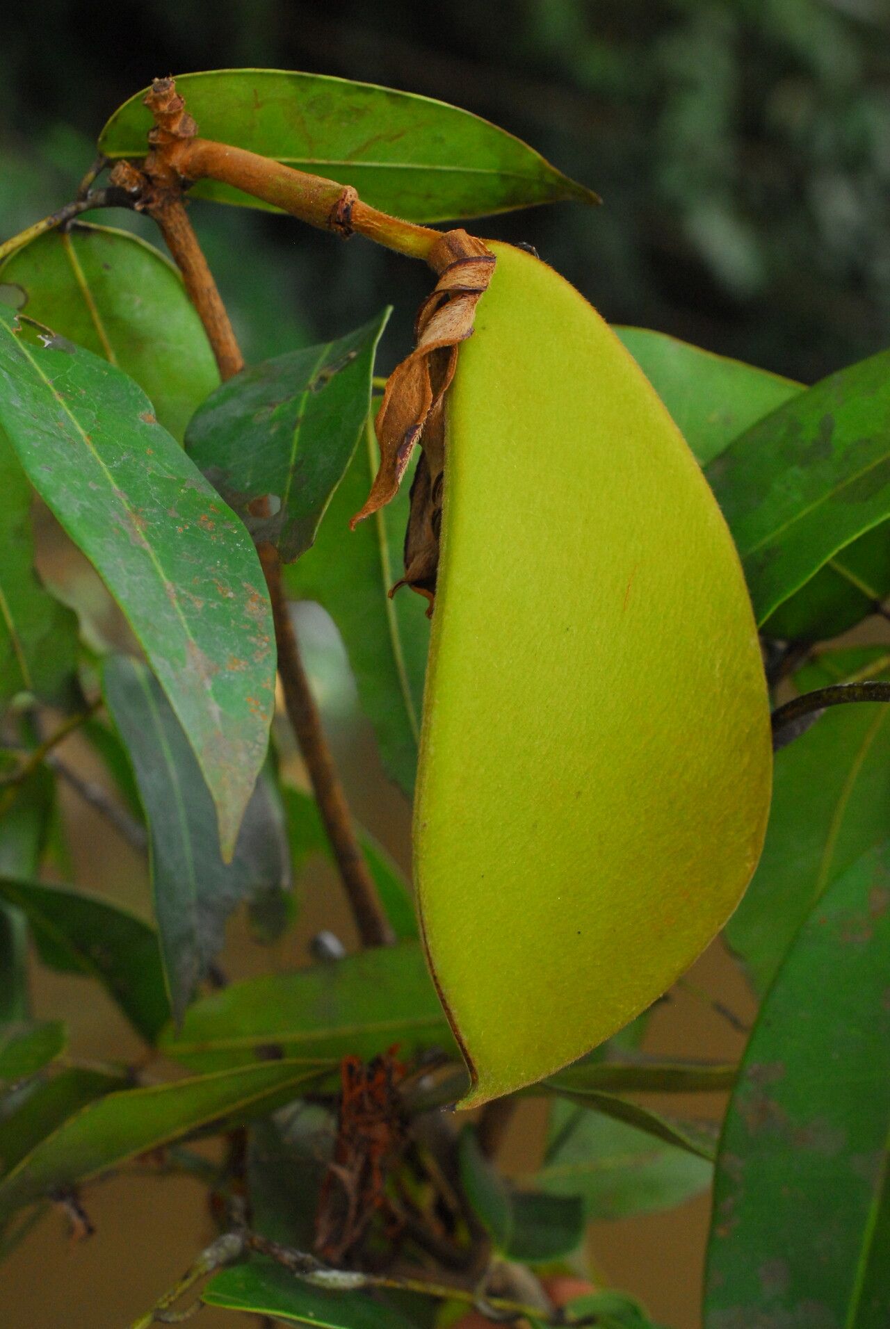 Baikiaea robynsii fruit