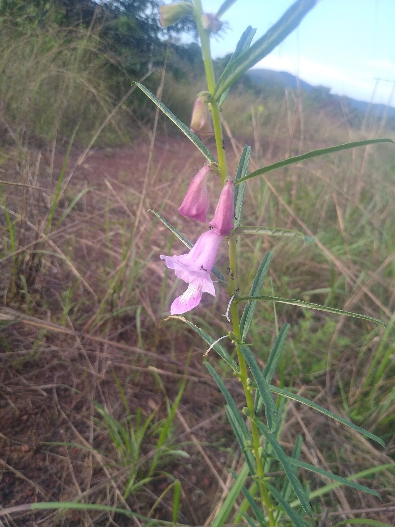 Sesamum parviflorum — search result for 'Sesamum'