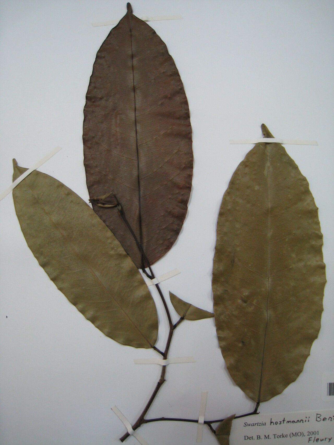 Swartzia hostmannii — houseplant care guide