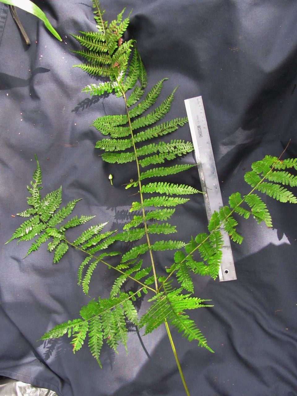 Pteris muricella — search result for 'Pteris'