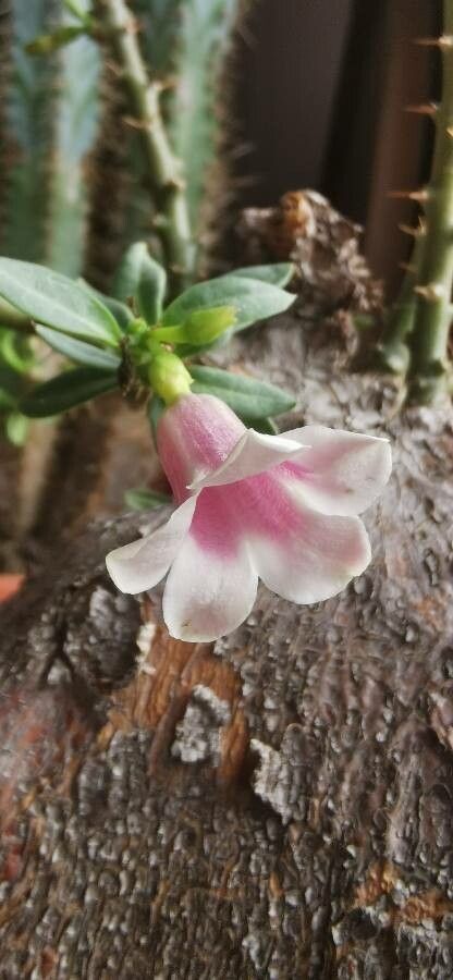 Pachypodium bispinosum flower