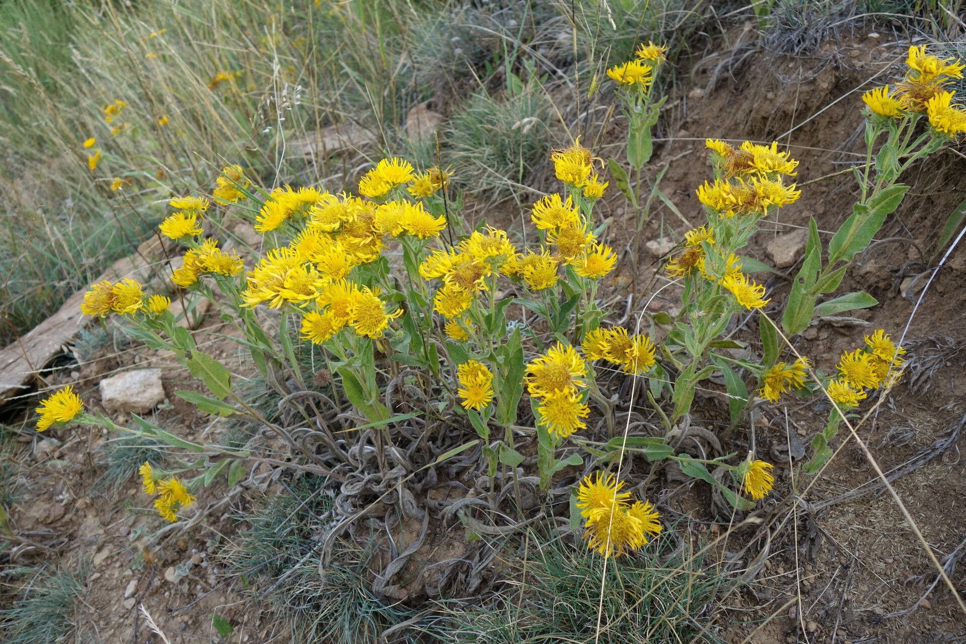 Pentanema helenioides flower