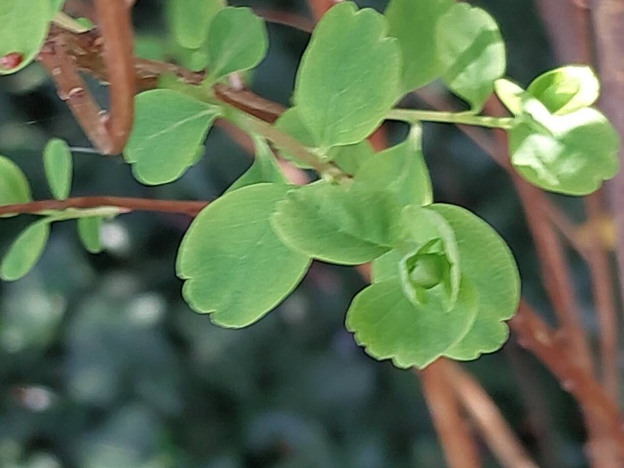 Spiraea crenata — search result for 'Spiraea'