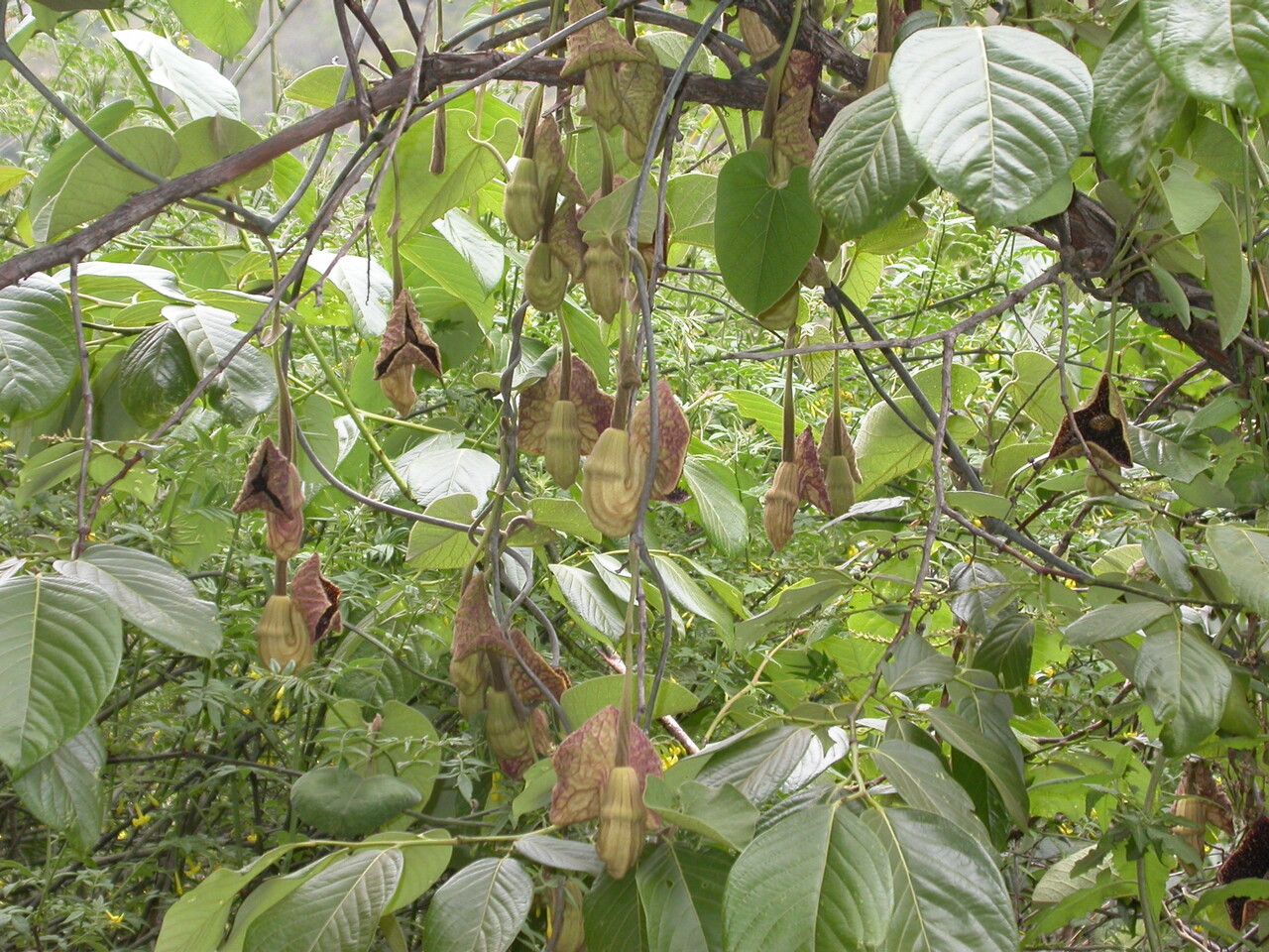 Aristolochia griffithii habit