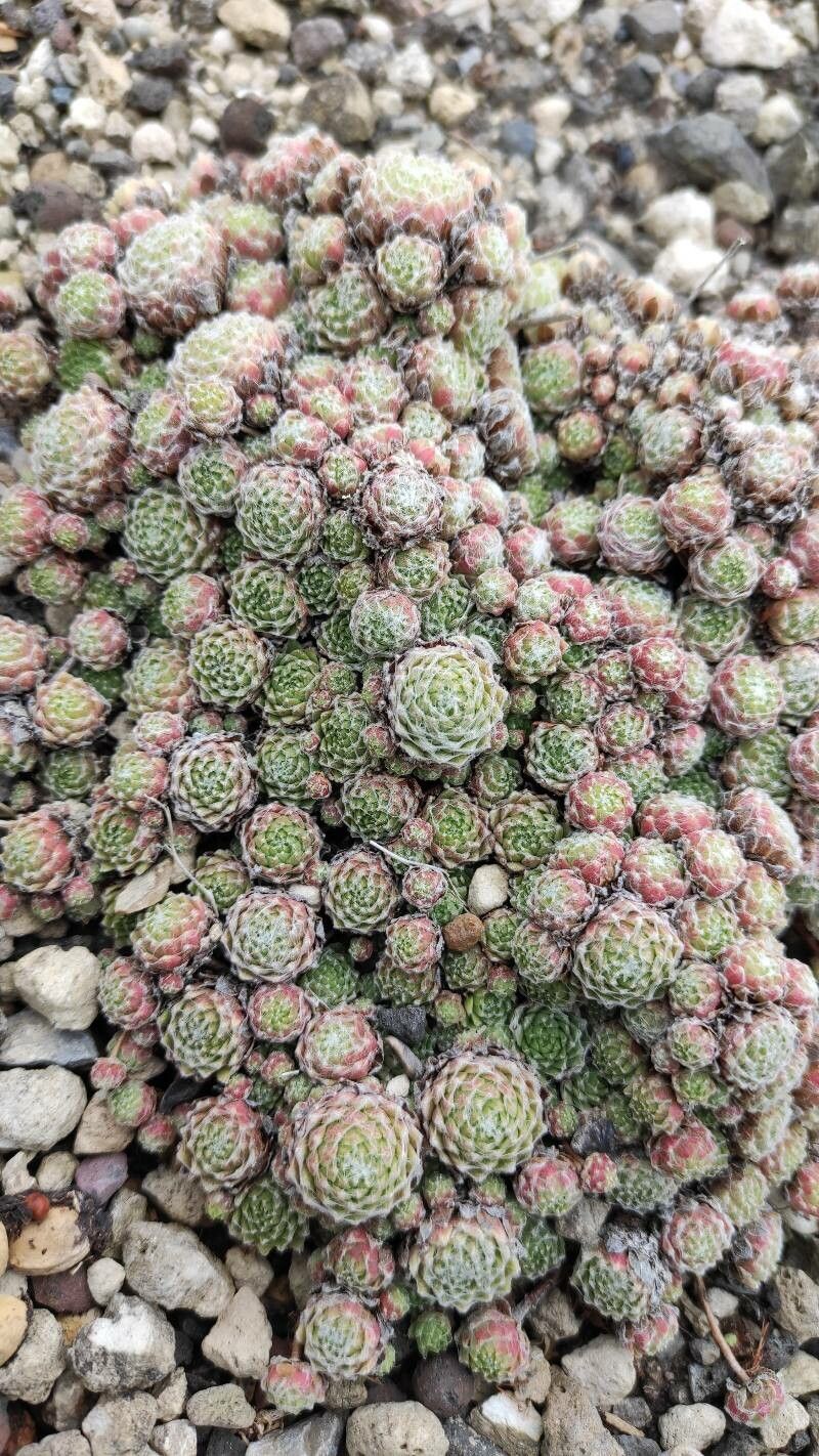 Sempervivum minutum habit